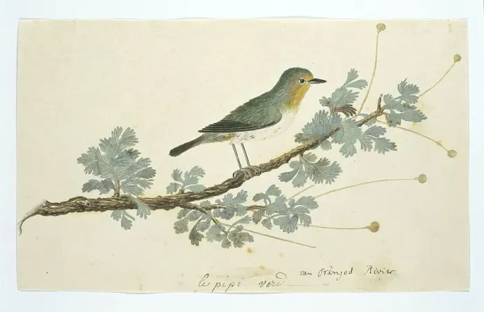 Framed Print : Zosterops pallidus (Orange River white-eye), 1777-1786. Creator: Robert Jacob Gordon Framed Print : Zosterops pallidus (Orange River white-eye), 1777-1786. Creator: Robert Jacob Gordon