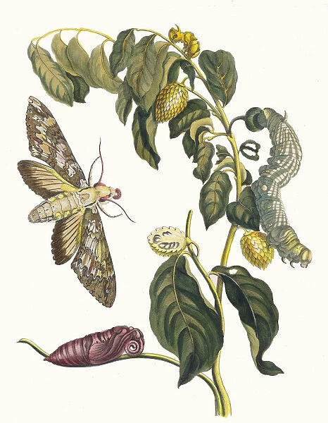 Zursak. From the Book Metamorphosis insectorum Surinamensium, 1705