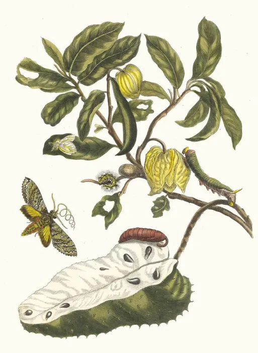 Framed Print : Zuursak. From the Book Metamorphosis insectorum Surinamensium, 1705 Framed Print : Zuursak. From the Book Metamorphosis insectorum Surinamensium, 1705