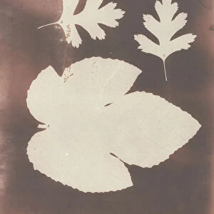 1. Foglia di Fico. 2. Foglia di Spina Bianco, 1839. Creator: William Henry Fox Talbot
