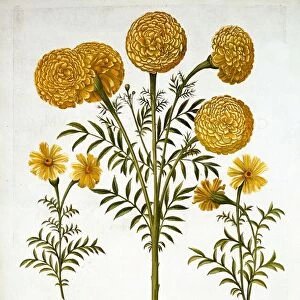 African Marigold and French Marigolds, from Hortus Eystettensis, by Basil Besler (1561-1629)