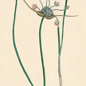 Allium oleraceum, var. genuinum. Field Garlic, var. a, 19th Century
