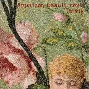 American Beauty Rose: Timidity, from the series Floral Beauties and Language of Flowers