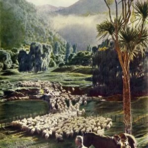 Amid the Beauties of New Zealands Sheep Farms, c1948. Creator: Unknown
