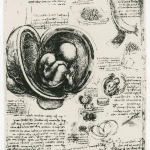 Anatomical sketch of a human foetus in the womb, c1510. Artist: Leonardo da Vinci Anatomical sketch of a human foetus in the womb, c1510. Artist: Leonardo da Vinci