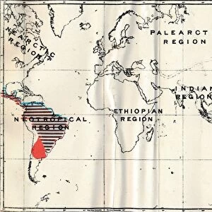 Anthropoidea - V. Map distribution of Families Hapalidae (Red), and Cebidae (Blue), 1897