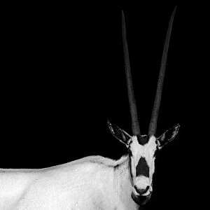 Arabian Oryx. Creator: Viet Chu