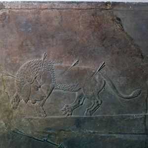 Assyrian relief of a wounded lion from Ashurbanipal, 7th century