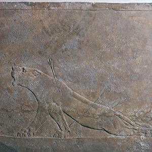 Assyrian relief of a wounded lioness from Ashurbanipal, 7th century