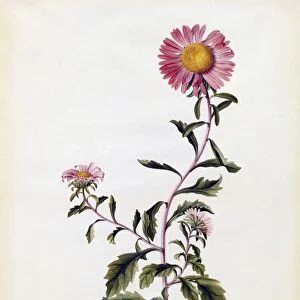 Aster, c. 1743 (hand coloured engraving)