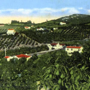 Avocado groves, San Diego, California, USA, c1900s