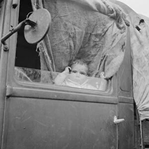 Baby from Mississippi parked in truck at FSA camp, Merrill, Oregon, 1939. Creator: Dorothea Lange