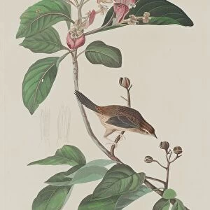 Bachmans Finch, 1833. Creator: Robert Havell