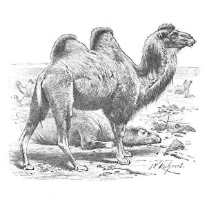 Bactrian Camel, c1900. Artist: Helena J. Maguire