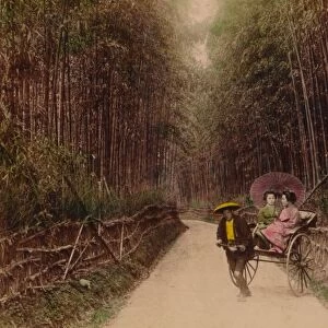 Bamboo Avenue, Kyoto, Japan, 1896
