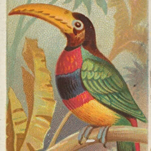 The Banded Aracari Toucan, from the Birds of the Tropics series (N5) for Allen &