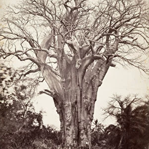 Baobab a Moheli, 1863. Creator: Desire Charnay