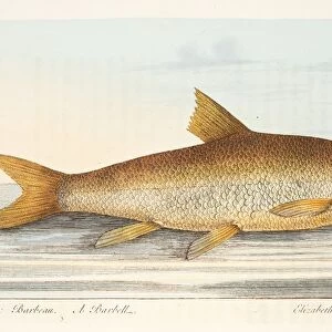 The Barbel, from A Treatise on Fish and Fish-ponds, pub. 1832 (hand coloured engraving)