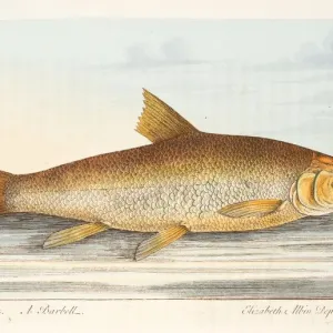 The Barbel, from A Treatise on Fish and Fish-ponds, pub. 1832 (hand coloured engraving)