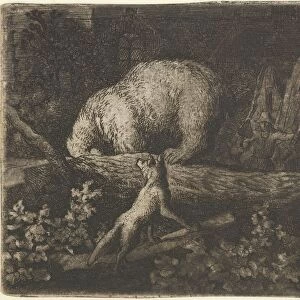 The Bear with His Snout and Forepaws Caught in the Trunk of a Tree, mid-17th century