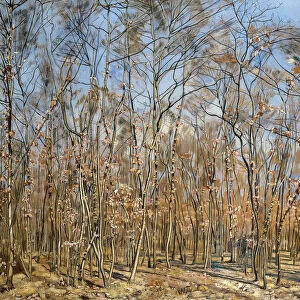 Beech forest, 1885-1894. Creator: Hodler, Ferdinand (1853-1918)