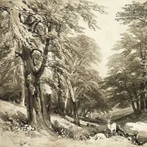 Beech Trees in Arundale Park, from The Park and the Forest, 1841