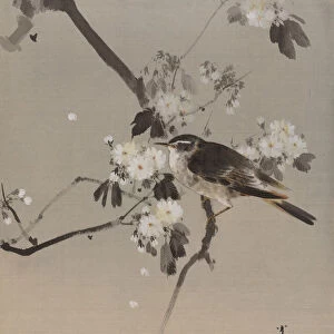 Birds on a Flowering Branch, ca. 1887. Creator: Watanabe Seitei