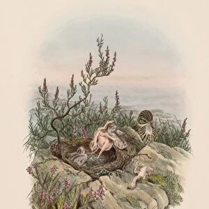 The Birds of Great Britain: Cuculus canorus. Creator: John Gould (British, 1804-1881)