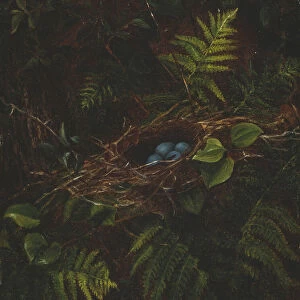 Birds Nest and Ferns, 1863. Creator: Fidelia Bridges