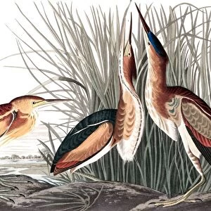 Least Bittern, Ixobrychus Exilis, 1845