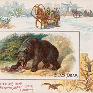 Black Bear, from Quadrupeds series (N41) for Allen & Ginter Cigarettes, 1890