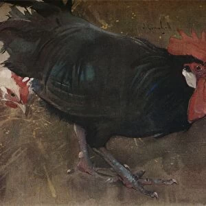 The Black Cock, c1894. Artist: Joseph Crawhall