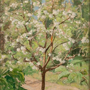 Blooming apple tree, 1924