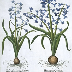 Two blue hyacinths, 1613