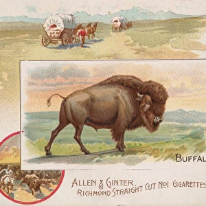Buffalo, from Quadrupeds series (N41) for Allen & Ginter Cigarettes, 1890