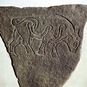 Bull motif on Pictish incised stone, Burghead, Moray, Scotland, c6th - 7th century
