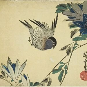 Bullfinch and clematis, 1830s. Creator: Ando Hiroshige