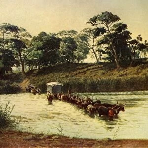 Bullock Waggon Crossing a Drift on the Umbelois River-Swaziland, 1902. Creator: Donald McCracken