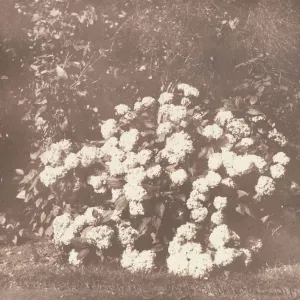 A Bush of Hydrangea in Flower, ca. 1842. Creator: William Henry Fox Talbot