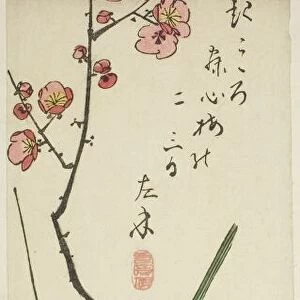 Bush warbler on plum branch, c. 1843/47. Creator: Ando Hiroshige