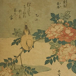 Bush Warbler and Rose (Kocho, bara), from an untitled series of flowers and birds, Japan