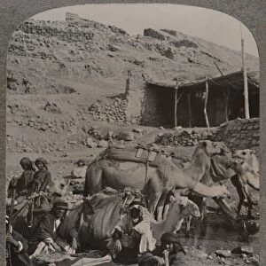 Camel train from Jerash, watering at the Fountain of Elisha, c1900