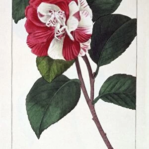 Camellia Japonica, pub. 1836. Creator: Panacre Bessa (1772-1846)