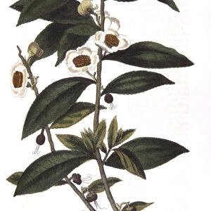 Camellia sinensis - tea plant, 1823