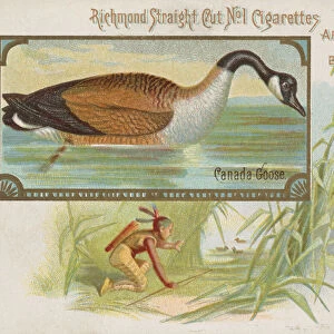 Canada Goose, from the Game Birds series (N40) for Allen & Ginter Cigarettes, 1888-90