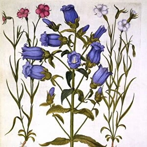 Canterbury Bells, and Corn Cockles, from Hortus Eystettensis, by Basil Besler (1561-1629), pub