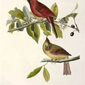 Cardinal Grosbeak, Fringilla Cardinalis, 1845