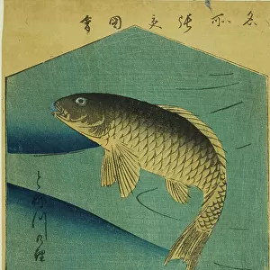 Carp in the Tone River (Tonegawa no koi), section of a sheet from the series "Cutout... 1857. Creator: Ando Hiroshige. Carp in the Tone River (Tonegawa no koi), section of a sheet from the series "Cutout... 1857. Creator: Ando Hiroshige