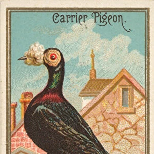 Carrier Pigeon, from the Birds of America series (N4) for Allen &