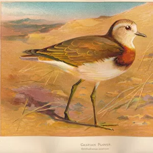 Caspian Plover (Ochthodromus asiaticus), 1900, (1900). Artist: Charles Whymper